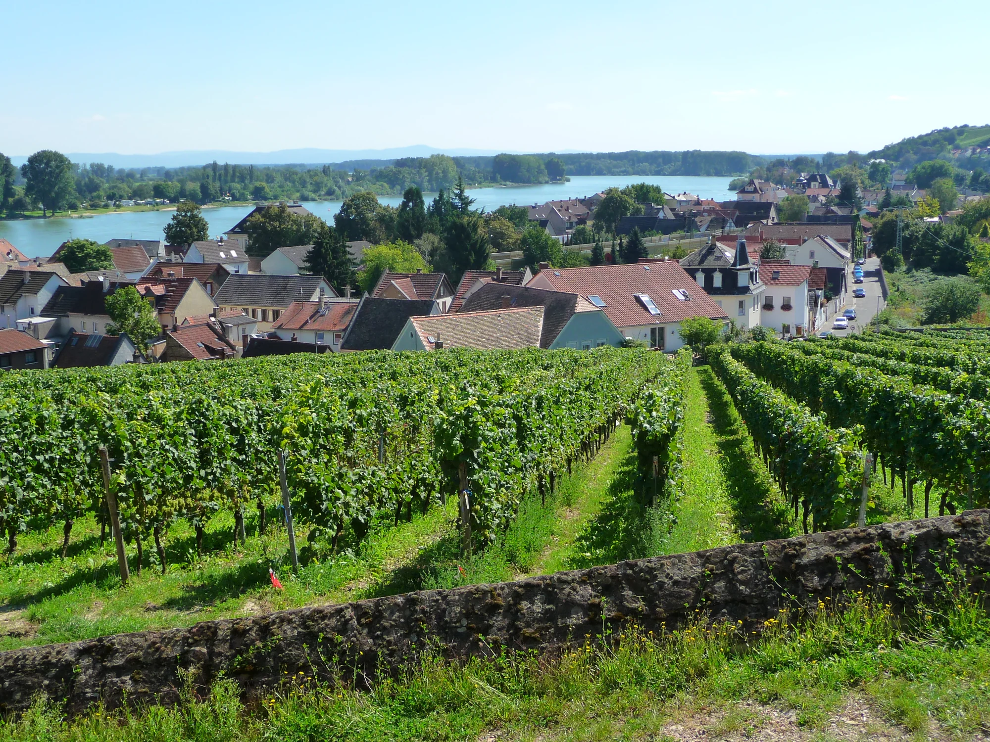 Weinreben, Dächer und Rhein bei Nierstein in Rheinhessen, in Schwarz-Weiß